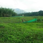 Agriculture